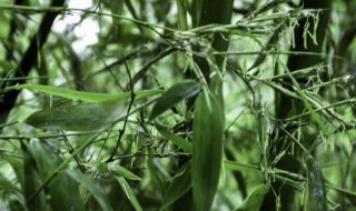 门前竹子开花意味着什么（门前竹子开花什么兆头）