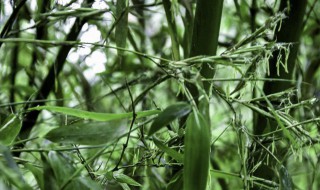 自己家竹子开花意味着什么（家竹子开花意味着什么寓意）