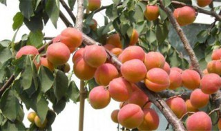 杏树种植时间和方法（杏树移栽的最佳时间）