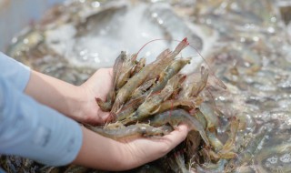 分享几点做海鲜生意的经验（分享几点做海鲜生意的经验总结）