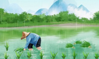 水田插秧正确方法（水田插秧图）