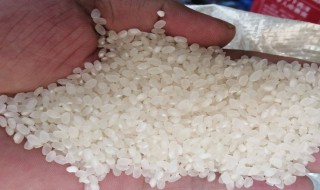 珍珠米是一种什么性质的米啊 珍珠米属性