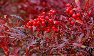 南天竹的室内养殖方法和注意事项 南天竹的室内养殖方法和注意事项怎么养