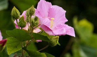 芙蓉花幼苗的养殖方法和注意事项 芙蓉花幼苗的养殖方法和注意事项图片