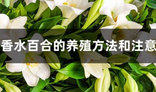 香水百合的养殖方法和注意事项 香水百合的养殖方法和注意事项 盆栽