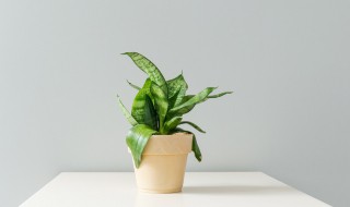 虎皮的正确养殖方法和注意事项 虎皮百科