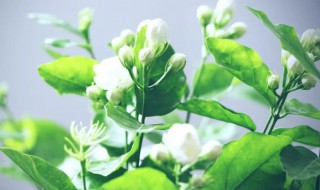 茉莉花的养殖方法和注意事项盆栽