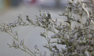 情思草养殖方法和注意事项 情思草怎么养能养多久