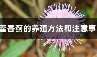 霍香蓟的养殖方法和注意事项 霍香蓟的养殖方法和注意事项是什么