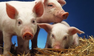 吃猪头肉的好处和坏处 吃猪头肉的好处和坏处吃猪头肉能帮助睡眠吗