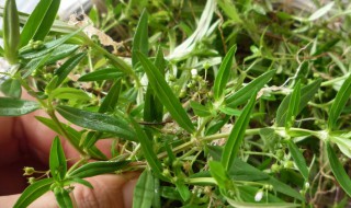 白花蛇舌草和半枝莲的功效与作用（白花蛇舌草和半枝莲的功效与作用和用量）