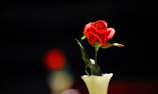 一朵玫瑰代表什么 三朵百合十一朵玫瑰代表什么