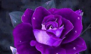 紫色玫瑰代表什么 生日送紫色玫瑰代表什么