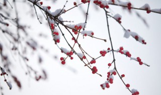 小雪节气注意事项（小雪节气注意事项有哪些）