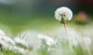 蒲公英根茶的注意事项（蒲公英根茶的禁忌）