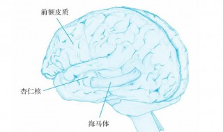 杏仁核与情绪的关系（杏仁核负责消极情绪）