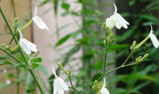 白鹤灵芝介绍白鹤灵芝的功效 白鹤灵芝的功效和作用