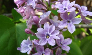 六瓣丁香花的寓意（六瓣丁香花的寓意和花语）