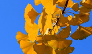 银杏树叶像什么的比喻句 枫叶像什么的比喻句