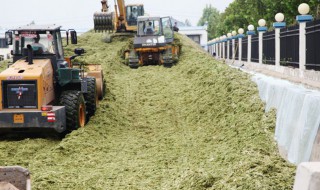 怎样储存青饲料 怎么储存青储饲料