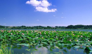 河北白洋淀在哪个地方（河北白洋淀风景区）