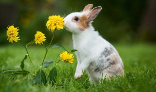 兔子代表什么寓意（兔子代表什么寓意和象征）