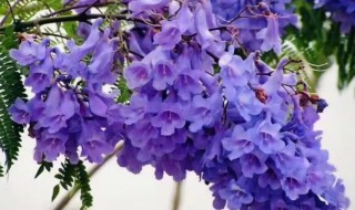 蓝花楹的花语是什么 花语比较虐心的花