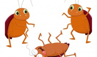 花蟑螂对人有什么危害 花蟑螂和普通蟑螂的区别