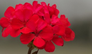 一束红花的繁殖方法简单易学（一串红花后怎么修剪?）