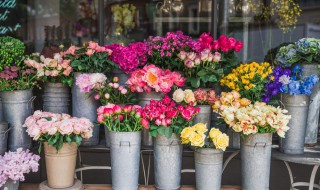 教师节送老师能送哪些花卉 教师节送老师可以送什么花