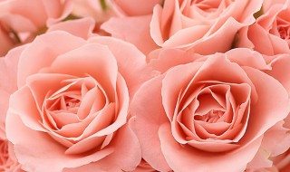 19朵粉玫瑰代表什么（19朵粉玫瑰是什么寓意）