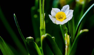 水仙花花语和象征（水仙花花的花语是什么意思）