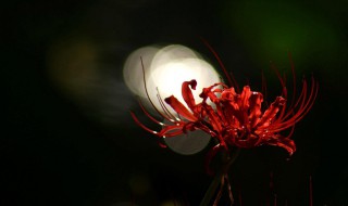 彼岸花是什么季节开的（彼岸花开在什么季节）