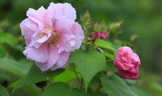 芙蓉花的功能告诉你芙蓉花有什么用 芙蓉花有什么用法