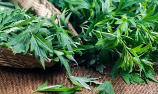 新鲜艾叶能当菜吃吗 新鲜艾叶能当菜吃吗