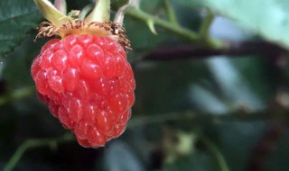 山莓可以吃吗（野生山莓可以吃吗）