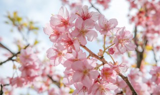 樱花的栽培方法（樱花的栽培方法有哪些）