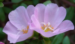 长生花的花语是什么 长生花 花语