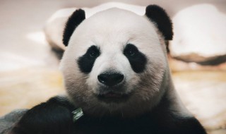 国宝大熊猫的文化意义（国宝大熊猫文化意义是什么(小学生作文）
