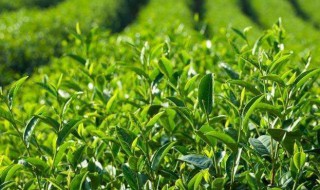 龙井茶原产地是哪里 龙井茶原产地是哪里