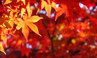 秋天景色优美的句子 秋天景色优美的句子摘抄