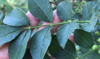 花椒叶子的功效与作用（花椒叶子的功效与作用泡脚）