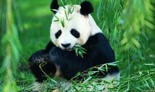 大熊猫是猫吗为什么（大熊猫是猫吗为什么被视为中国的国宝）