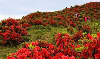 杜鹃花的养殖（杜鹃花的养殖方法和浇水）