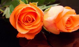 玫瑰颜色代表什么 玫瑰颜色代表什么花语