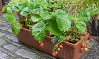 阳台种植草莓的方法（阳台种植草莓的方法步骤）