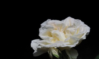 白蔷薇的花语 白蔷薇的花语和寓意
