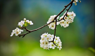花卉养殖方法（唐菖蒲花后修剪花卉养殖方法）