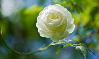 白玫瑰的花语是什么（白玫瑰的花语是什么意思 寓意）
