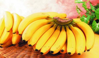 芭蕉 香蕉区别 芭蕉香蕉区别简述